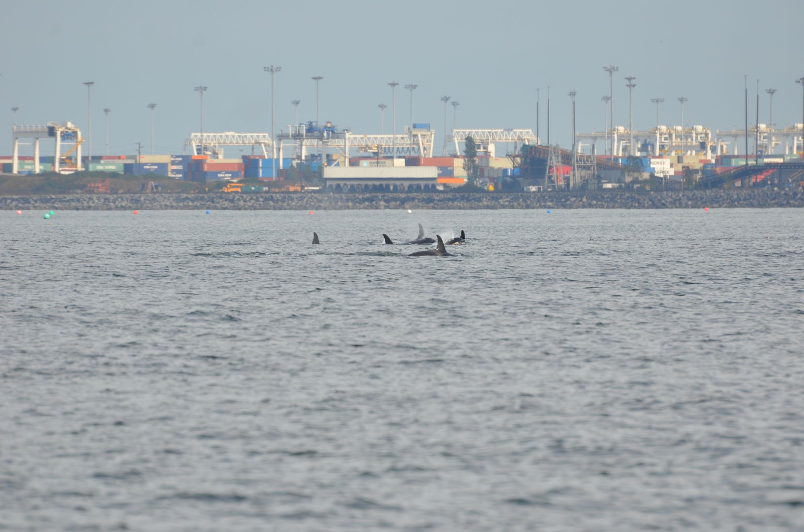 Orcas swimming near the Deltaport terminal at Roberts Bank, BC (Photo: Peter Hamilton/Lifeforce ©)