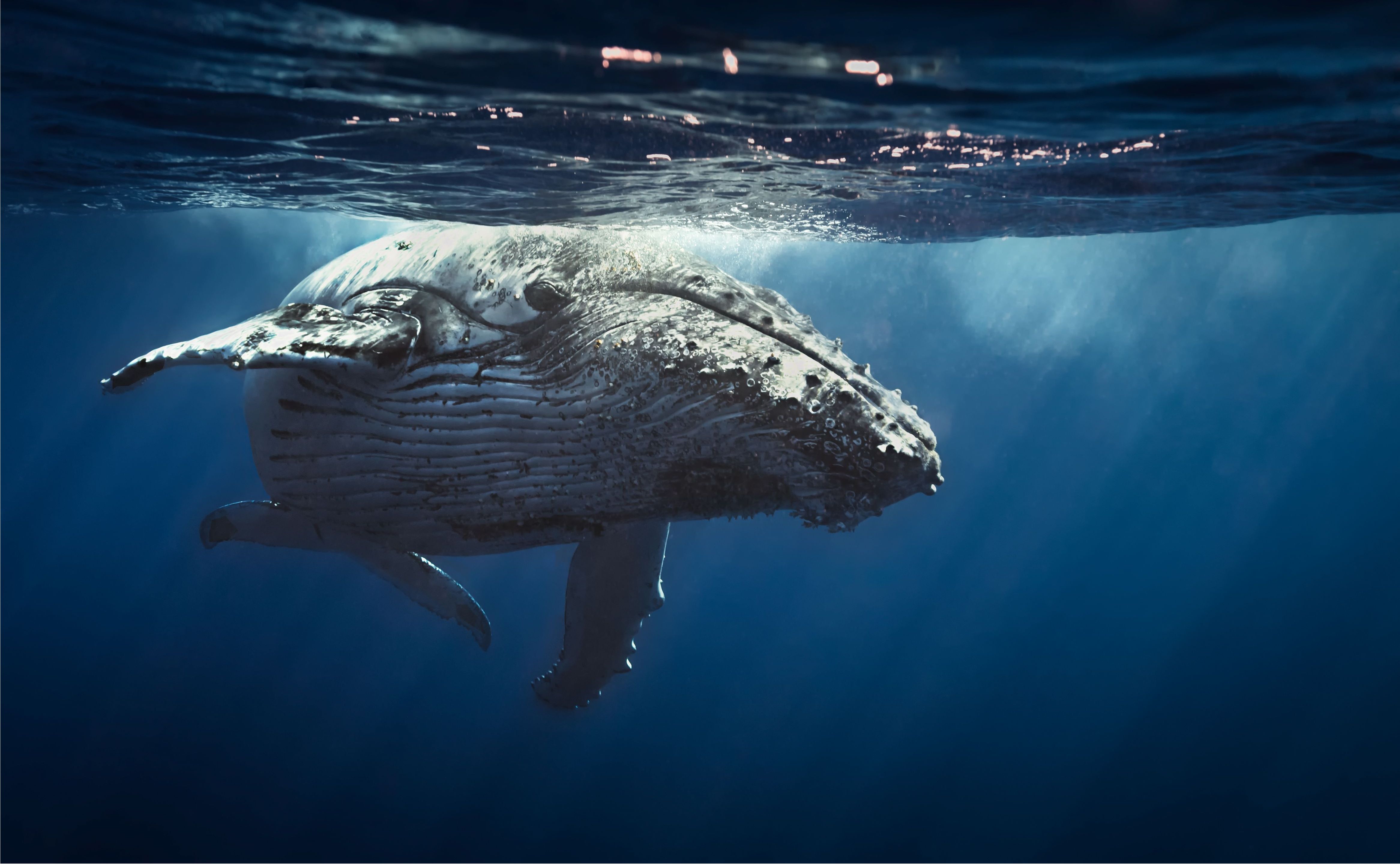 Humpback whale under the ocean surface