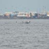 Orcas swimming near the Deltaport terminal at Roberts Bank, BC (Photo: Peter Hamilton/Lifeforce ©)