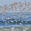 A flock of seabirds flying above the shoreline