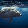 Humpback whale under the ocean surface